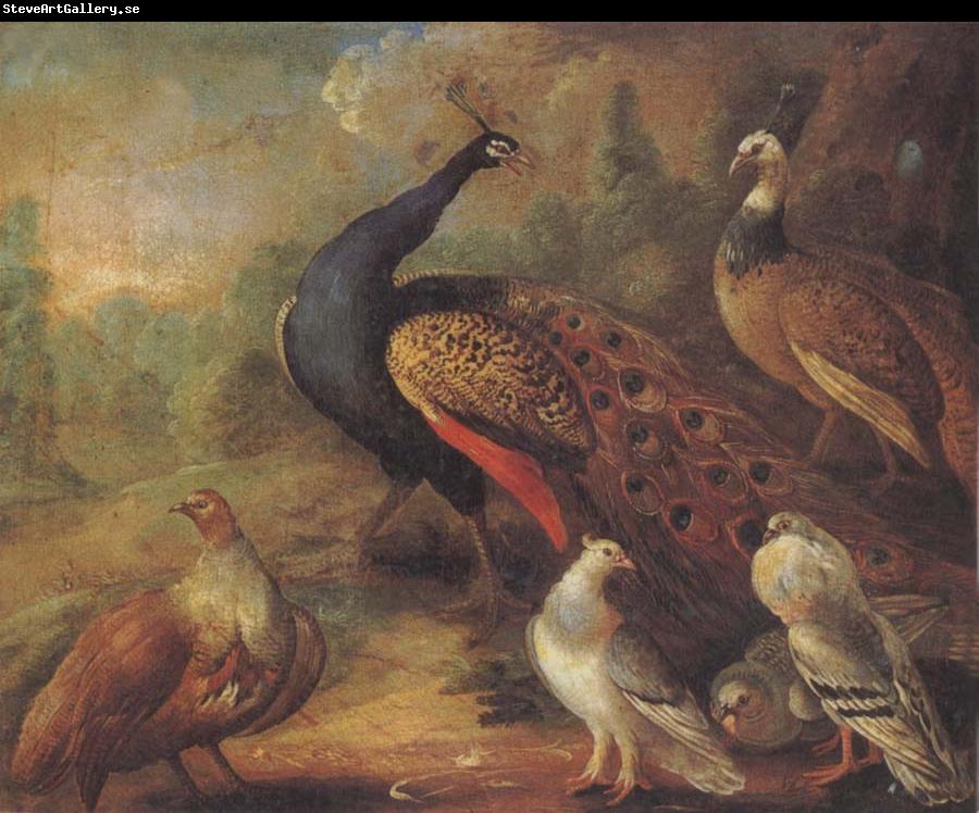 Marmaduke Cradock Peacock and Partridge